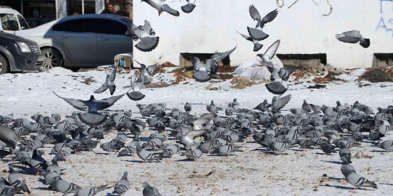 Van’da güvercinlerin yem mücadelesi büyüledi