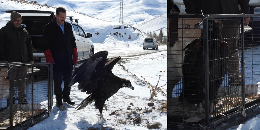 Kars'ta Tedavi Edilen Kara Akbaba, Erzurum'da Doğaya Salındı