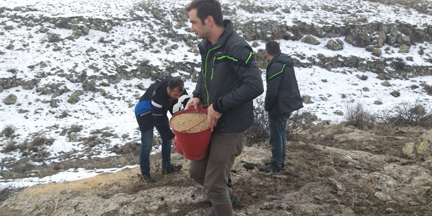 Kars’ta yaban hayvanlara yem bırakılıyor