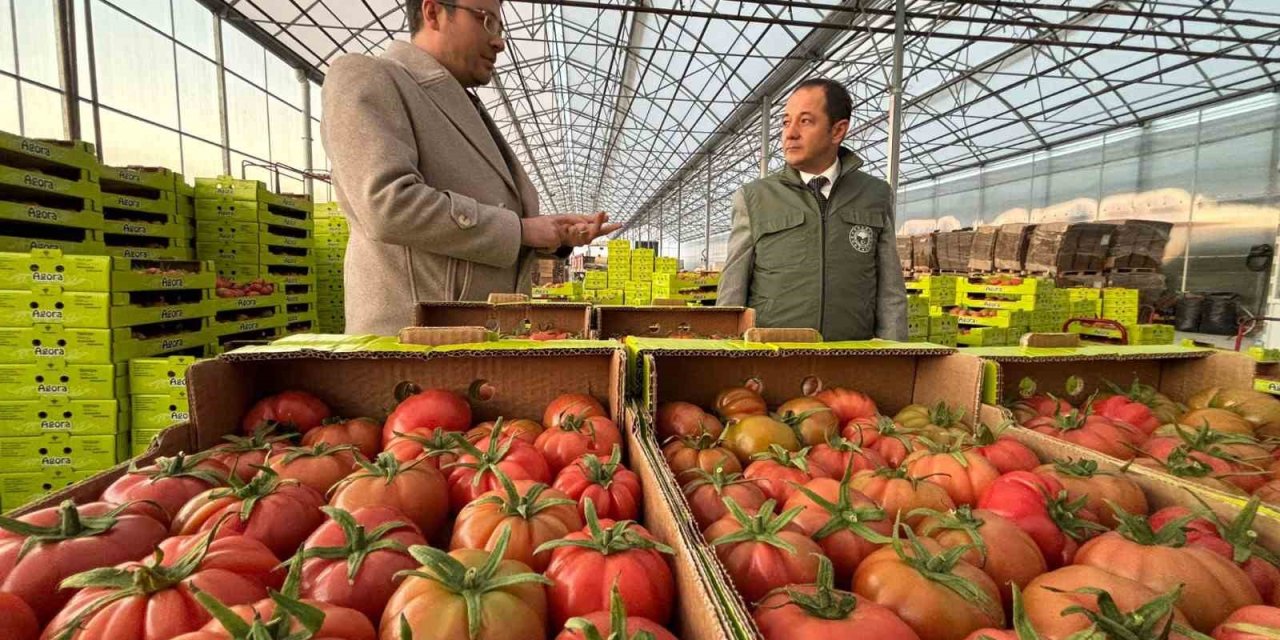 Erzincan’da modern tarımla domates hasadı başladı