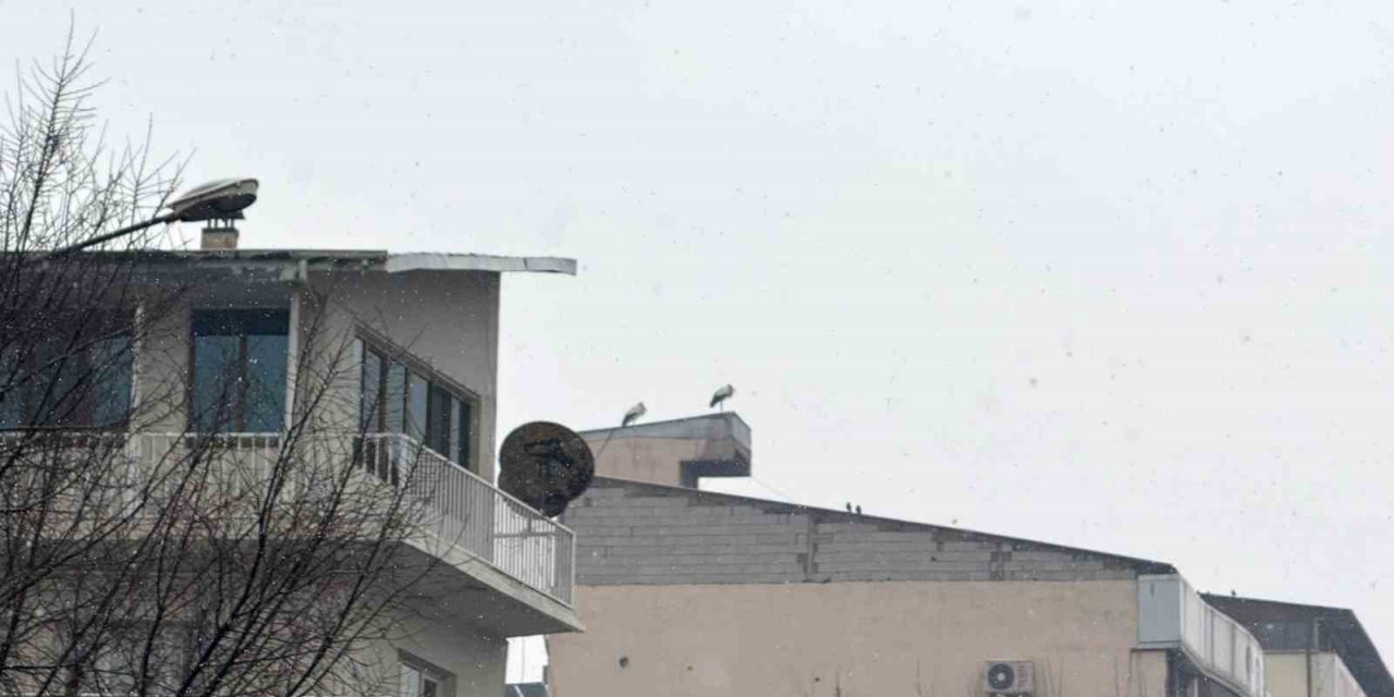 Iğdır’da göç etmeyen leylekler kar altında kaldı