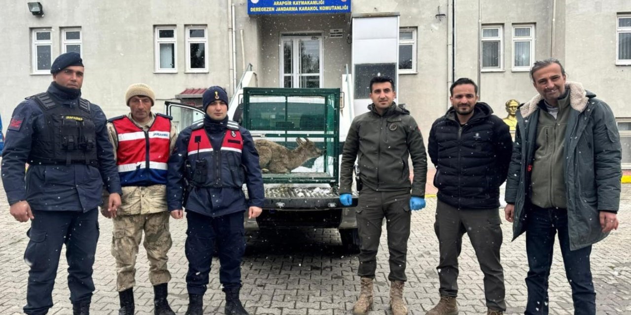 Malatya’da yaralı bulunan dağ keçisi koruma altına alındı