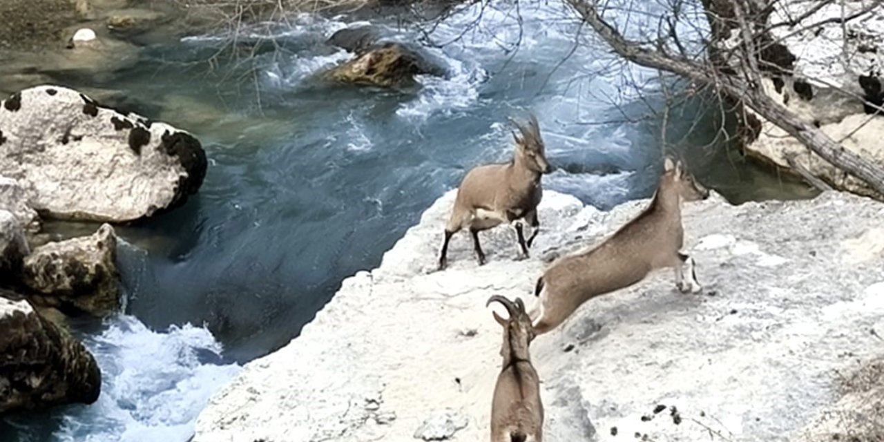 Tağar Çayı kıyısına neşe katan dağ keçileri, vatandaşlarla iç içe görüntüler sunuyor