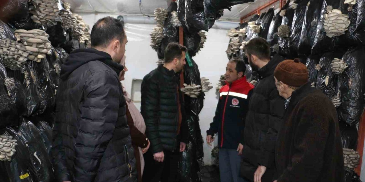 Erzincan’da istiridye mantarı üretimi başladı