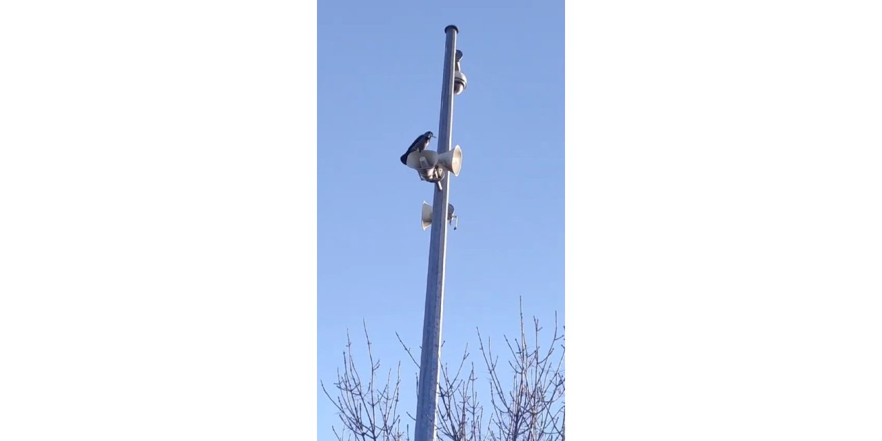 Karganın sesini duyanlar kulaklarına inanamadı: ’Allah’ diye bağırıyor