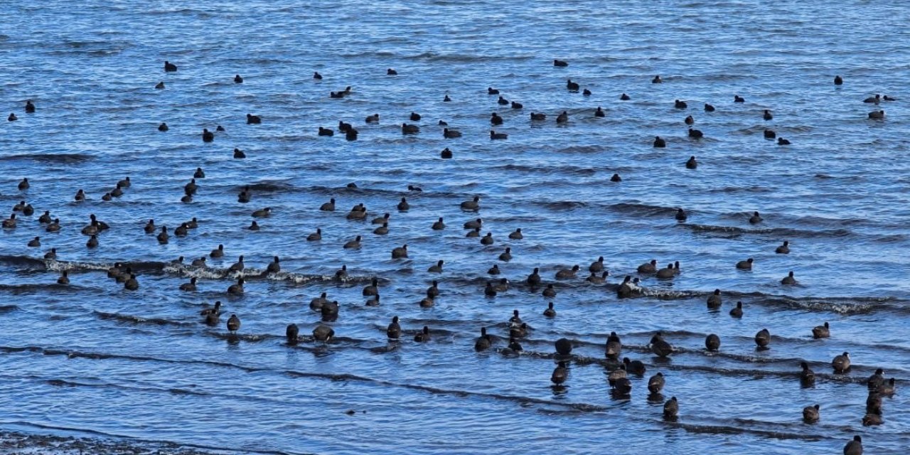 Tatvan’da sakarmeke yoğunluğu