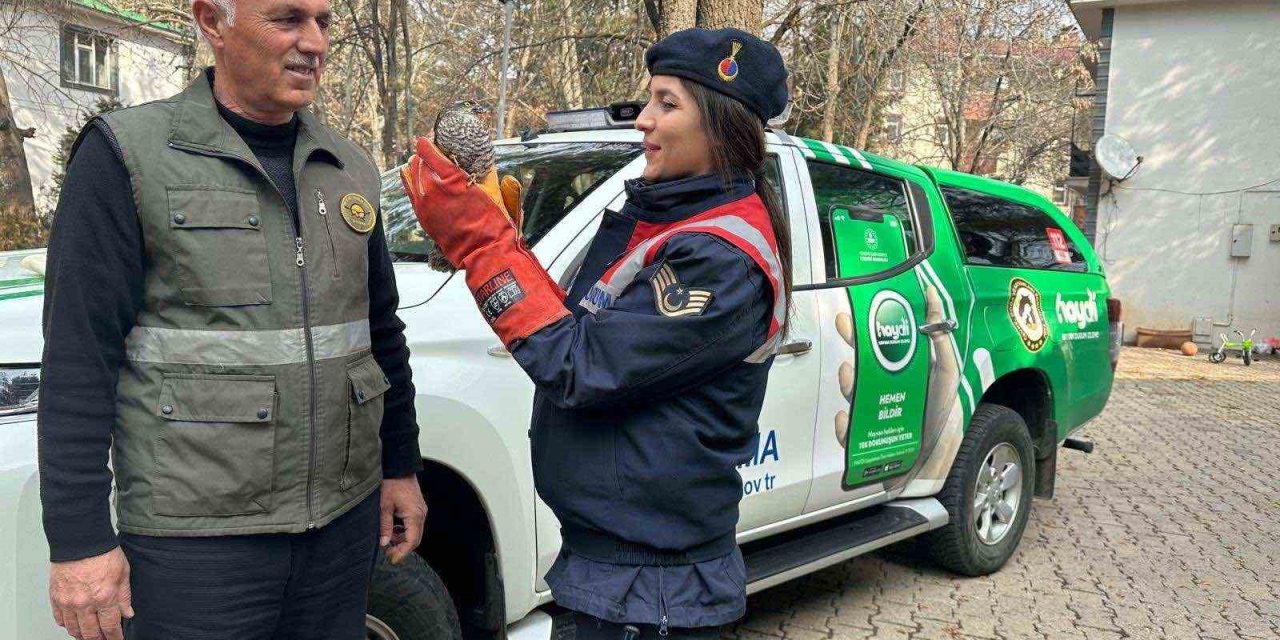 HAYDİ ekibi tarafından bulunan yaralı atmaca DKMP’ye teslim edildi