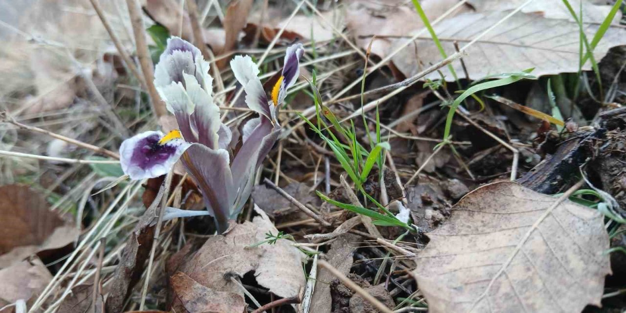 Malatya’da kar yağışı devam ederken Pütürge’de nevruz ve badem ağaçları çiçek açtı