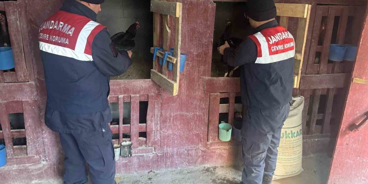Uzundere’nde horoz dövüştüren 3 şahıs yakalandı