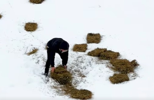 Doğu’da yaban hayvanları için doğaya yem bırakıldı