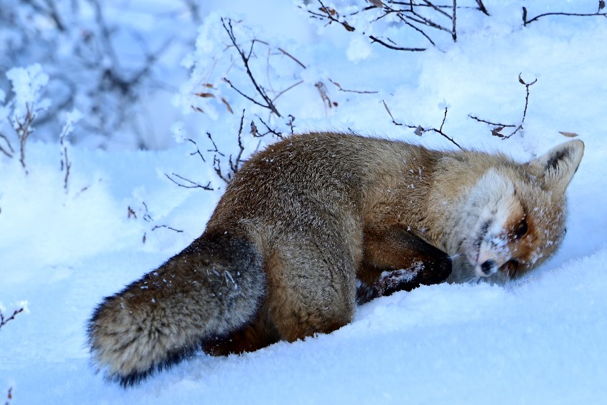 Kars'ta oral aşı atım çalışması gerçekleştirilecek