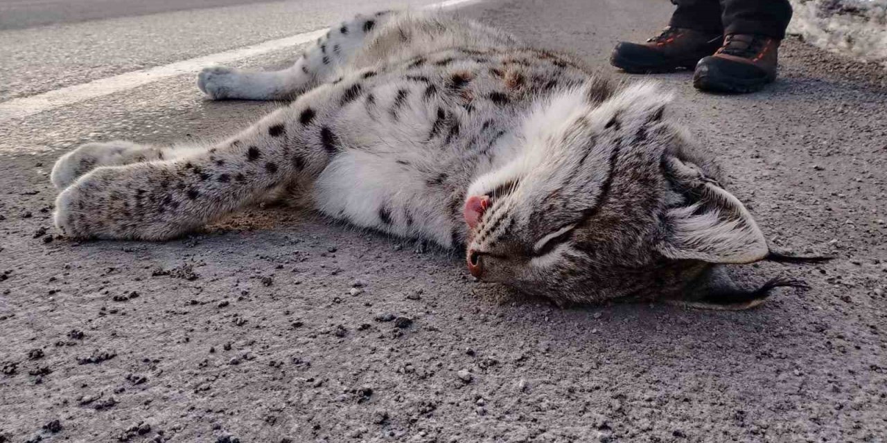 Sansa deresi yaban hayatına mezar oldu