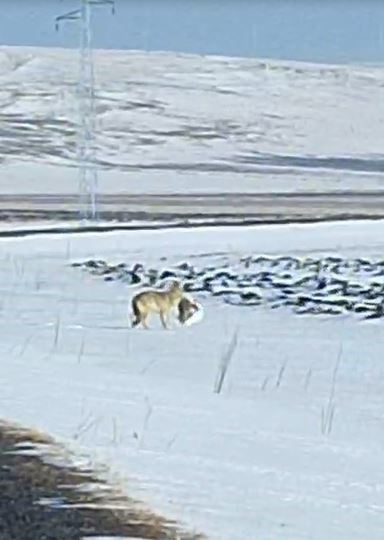 Aç kurt yerleşim yerine kadar indi