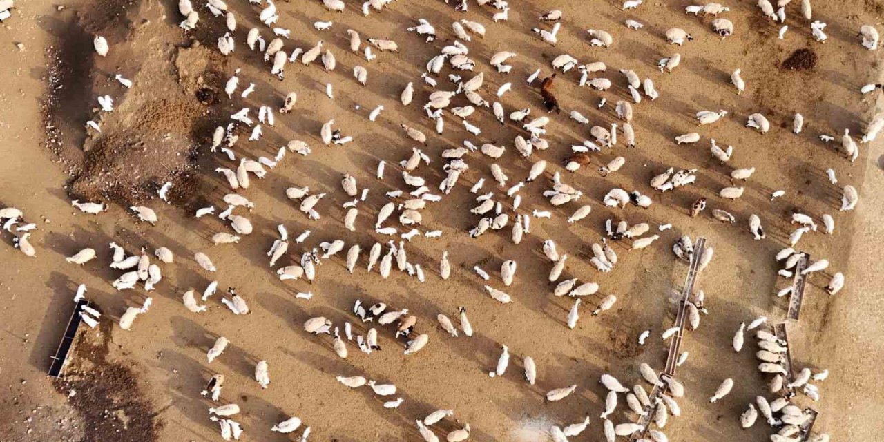 Erzincan’da koyun ve kuzuların coşkulu buluşması