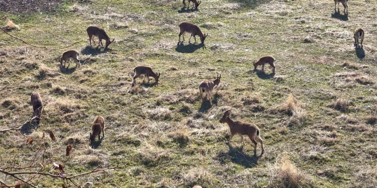 Görenler çobansız sürü sanıyor: Dağ keçileri ilçe merkezine yerleşti