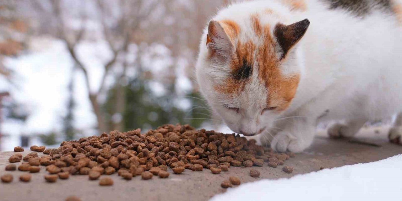 Elazığ’da yaban ve sokak hayvanlarına mama desteği