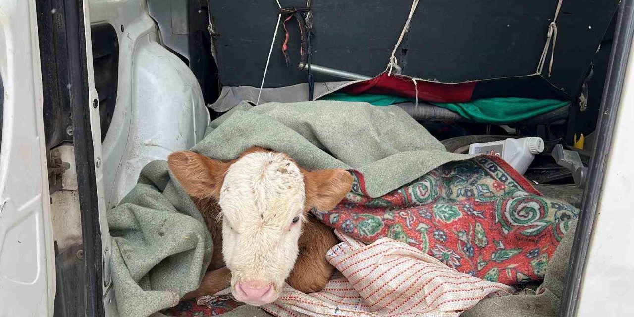 Kars’ta  hasta buzağısını aracıyla veterinere getirdi