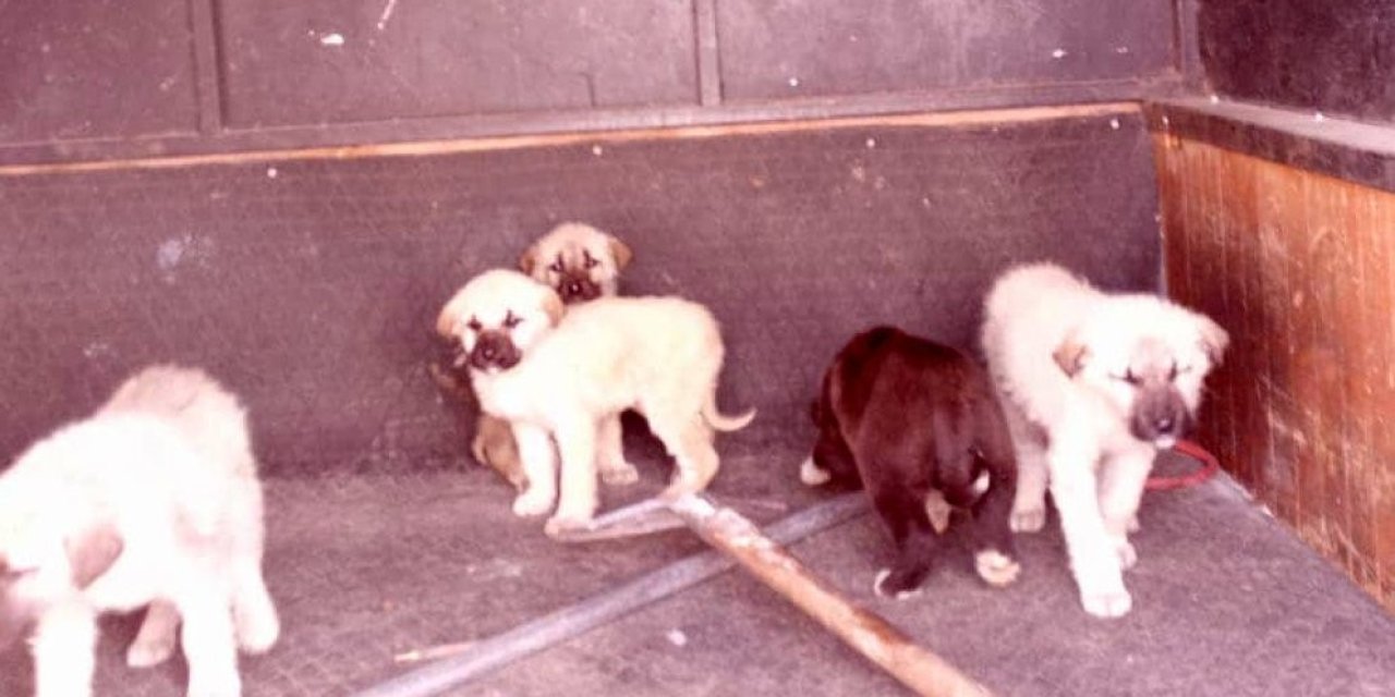 Refahiye’de başıboş köpekler toplatıldı