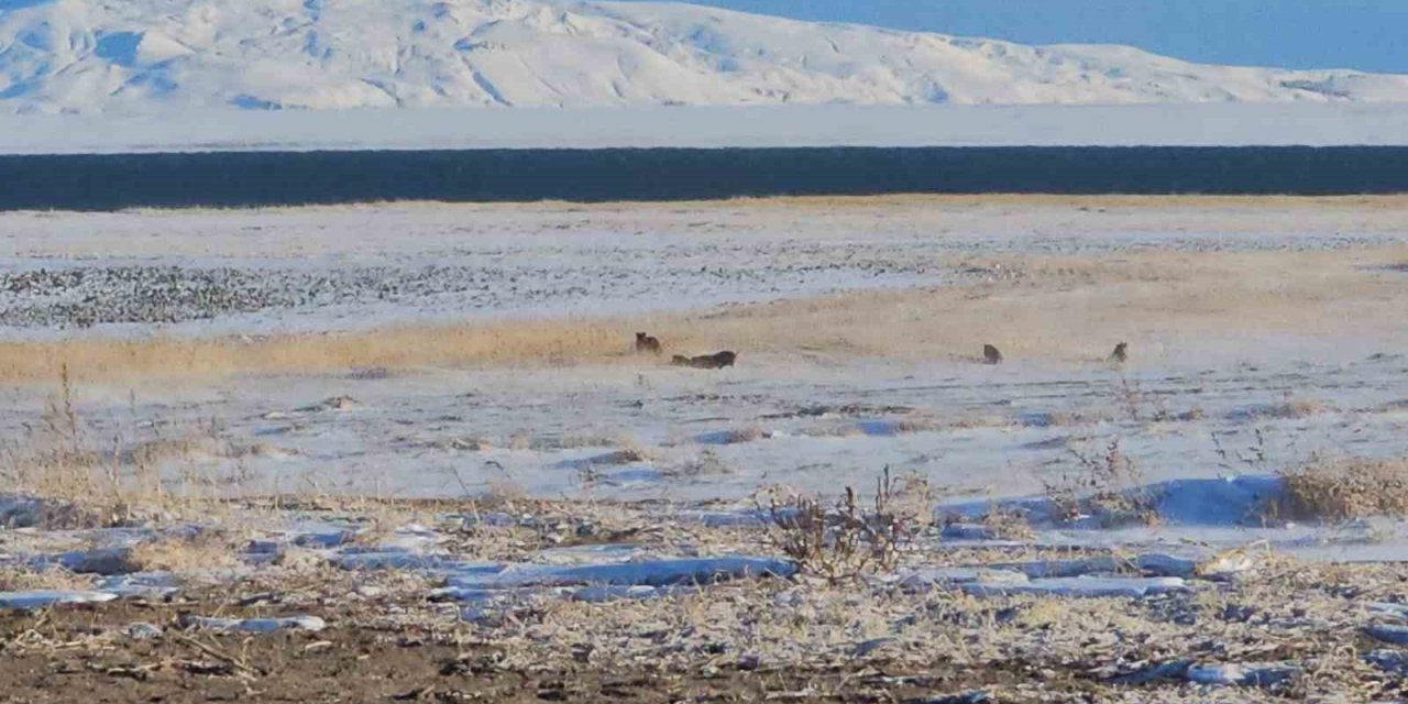 Adilcevaz’da domuz sürüleri görüntülendi