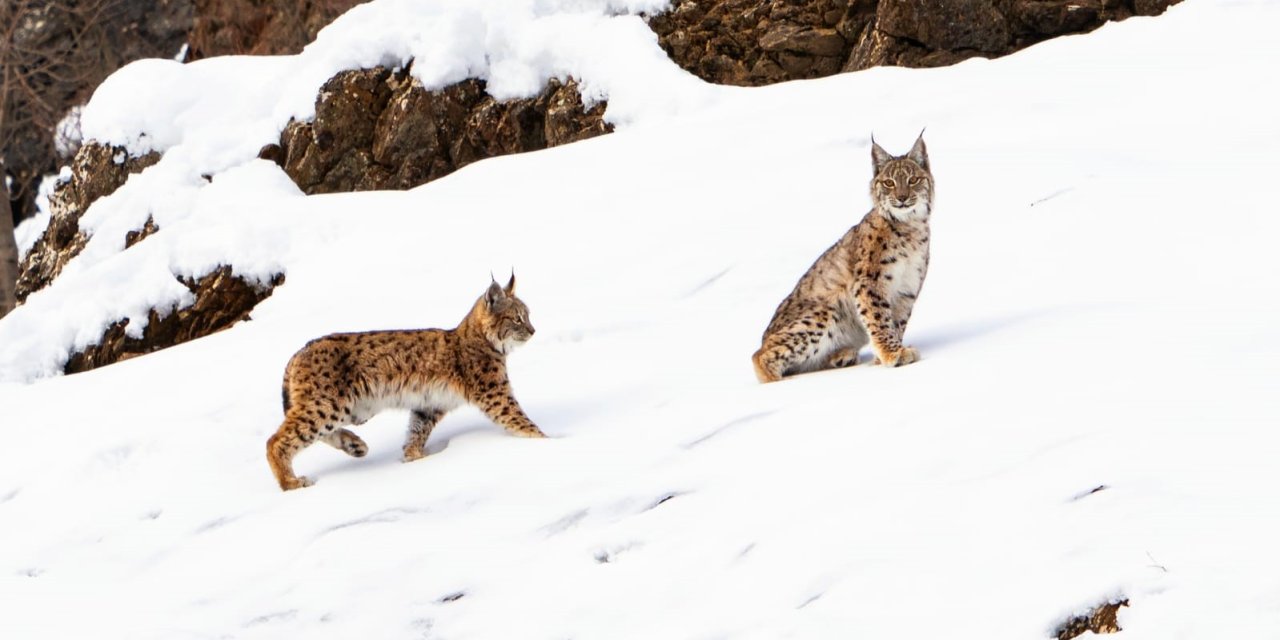 Tunceli’de koruma altında bulunan vaşak ailesi görüldü