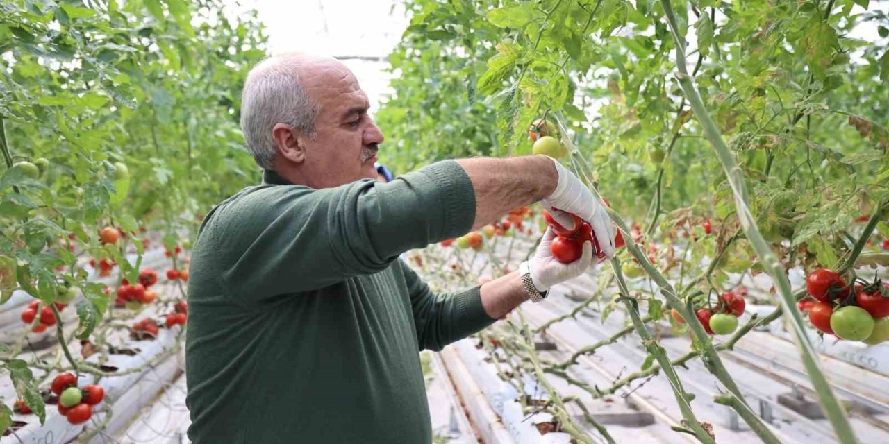 Aziziye’nin termal seralarında yeni dönem
