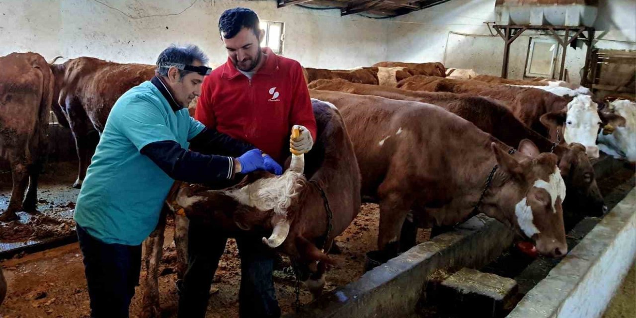 İliç’te şap ve brucella hastalığına karşı aşılama çalışmaları sürdürülüyor