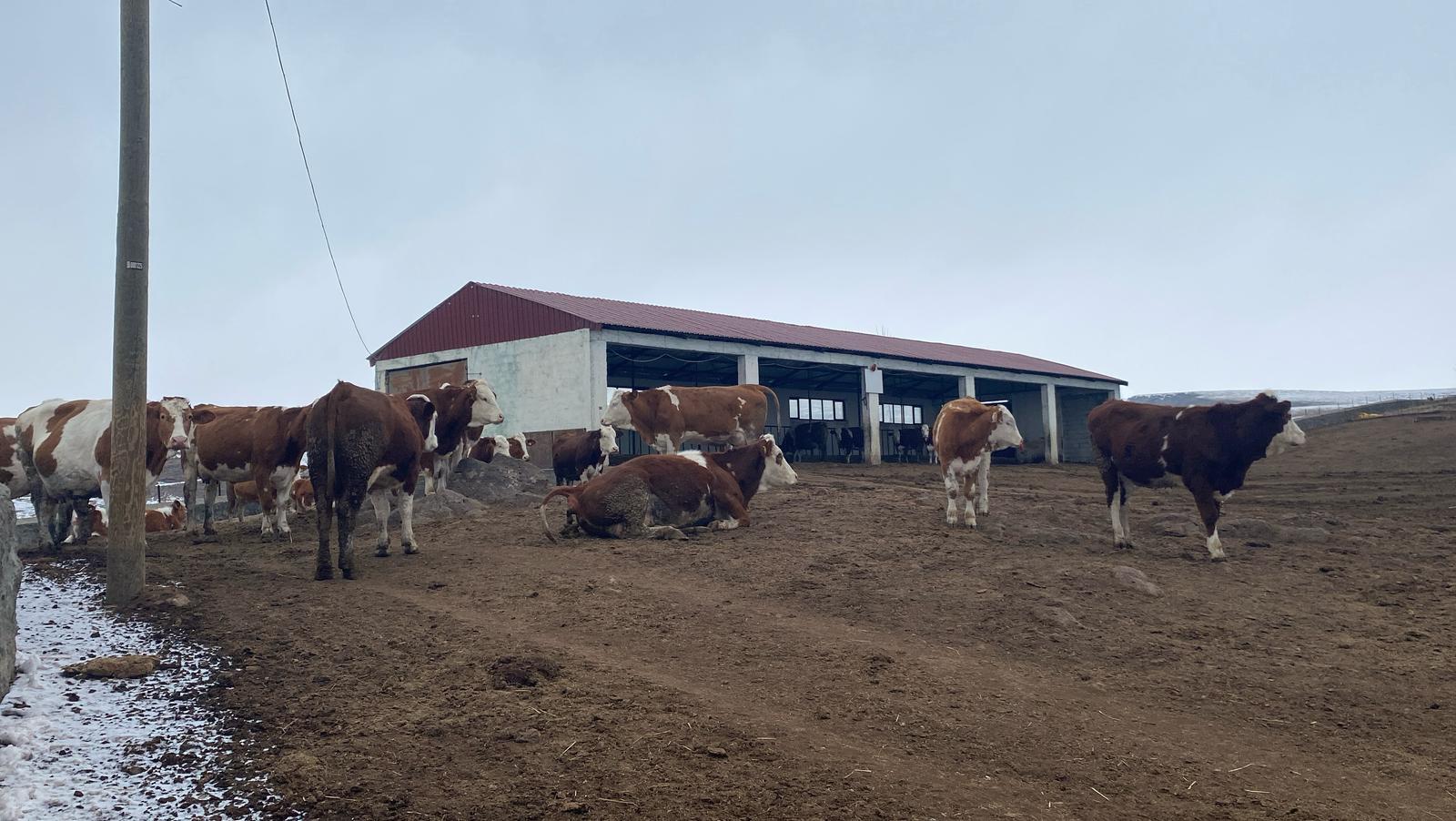 -30’da bile dışarıda besleniyorlar