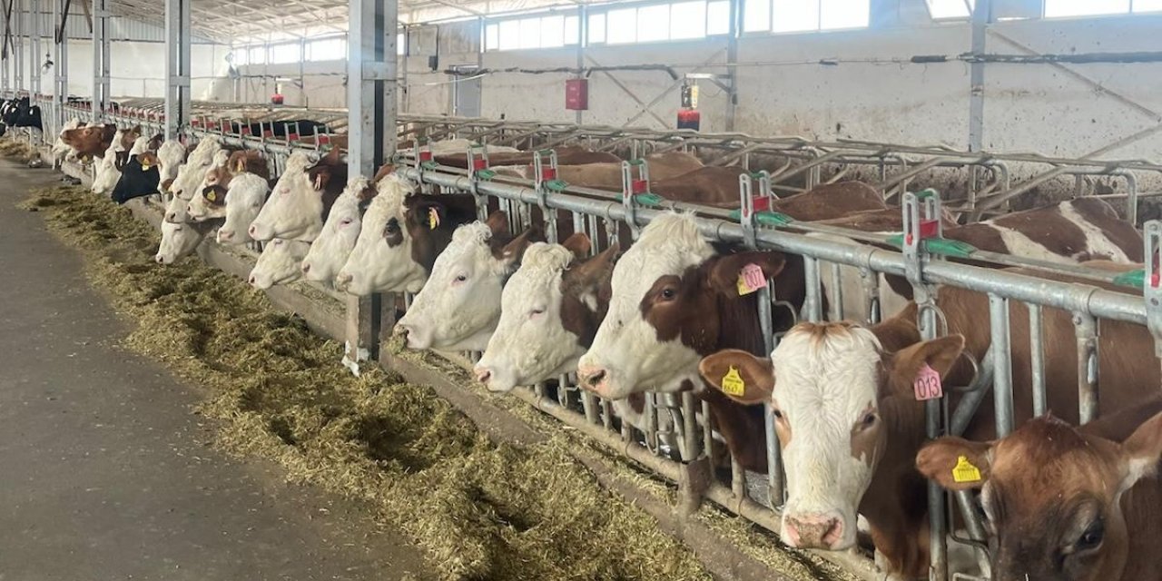 Erzincan’da 4 işletme arilik için başvurdu