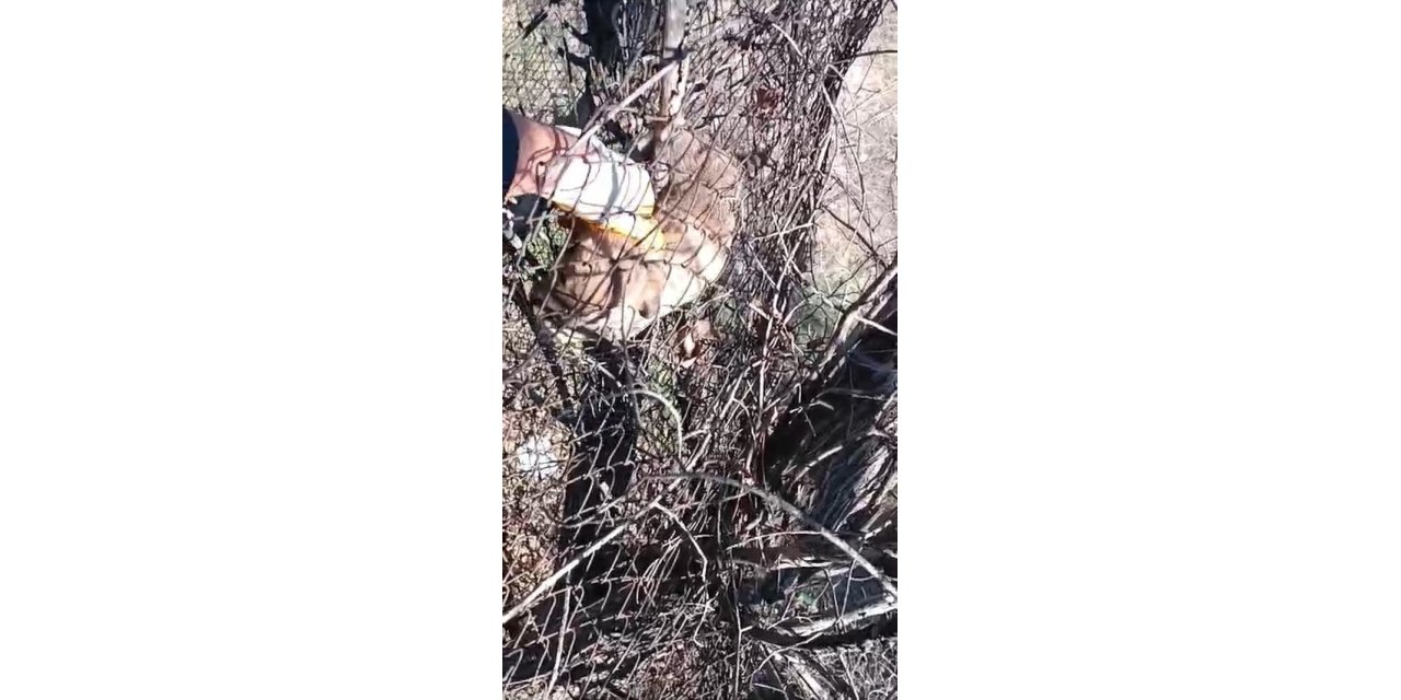 Elazığ’da tellere sıkışan yavru köpeği vatandaş kurtardı