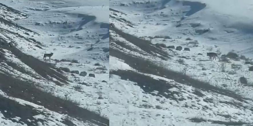 Kars’ta köye inen kurt, vatandaş tarafından görüntülendi