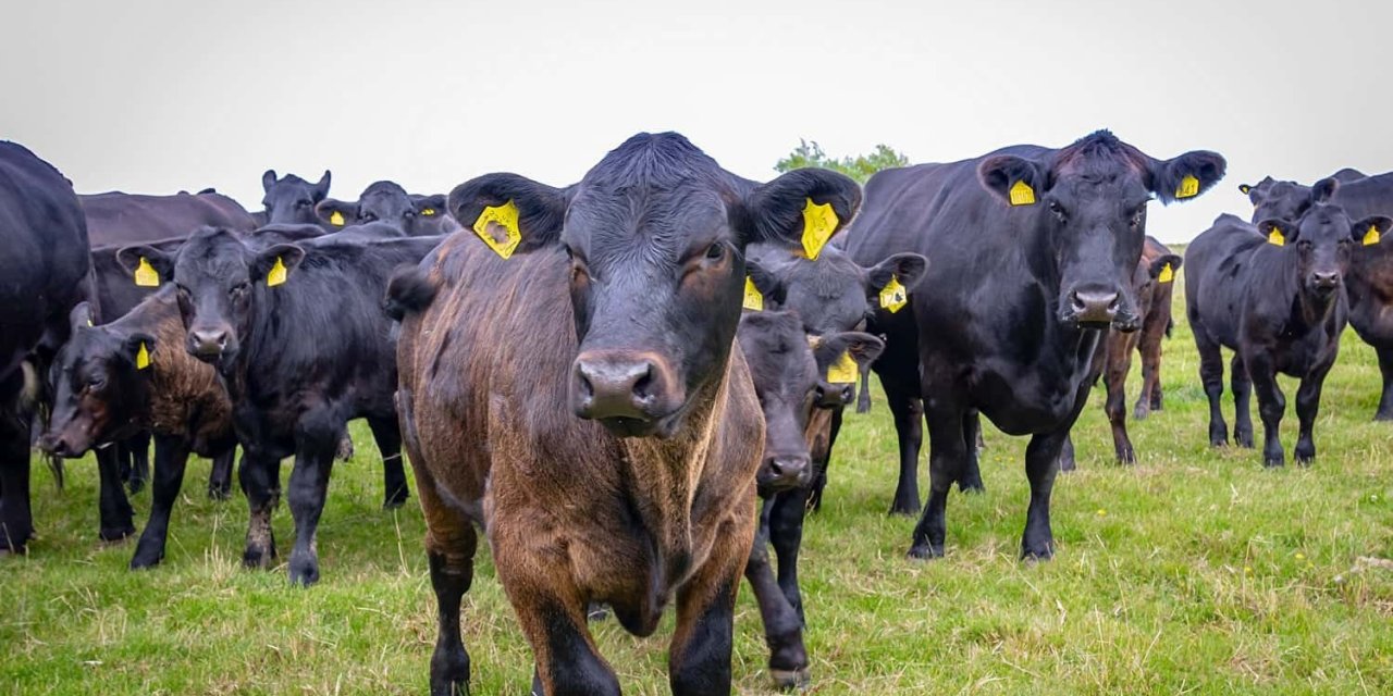 Erzincan’da Kırsalda Bereket, Hayvancılığa Destek Projesi’ne 2 bin 71 başvuru yapıldı