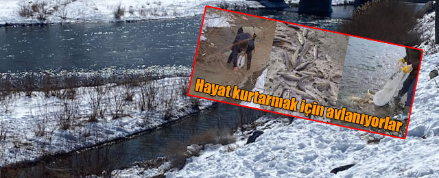 DSİ'den açıklama: "Balık ölümleri Aras Nehri'nden ayrılan arkta meydana geldi"