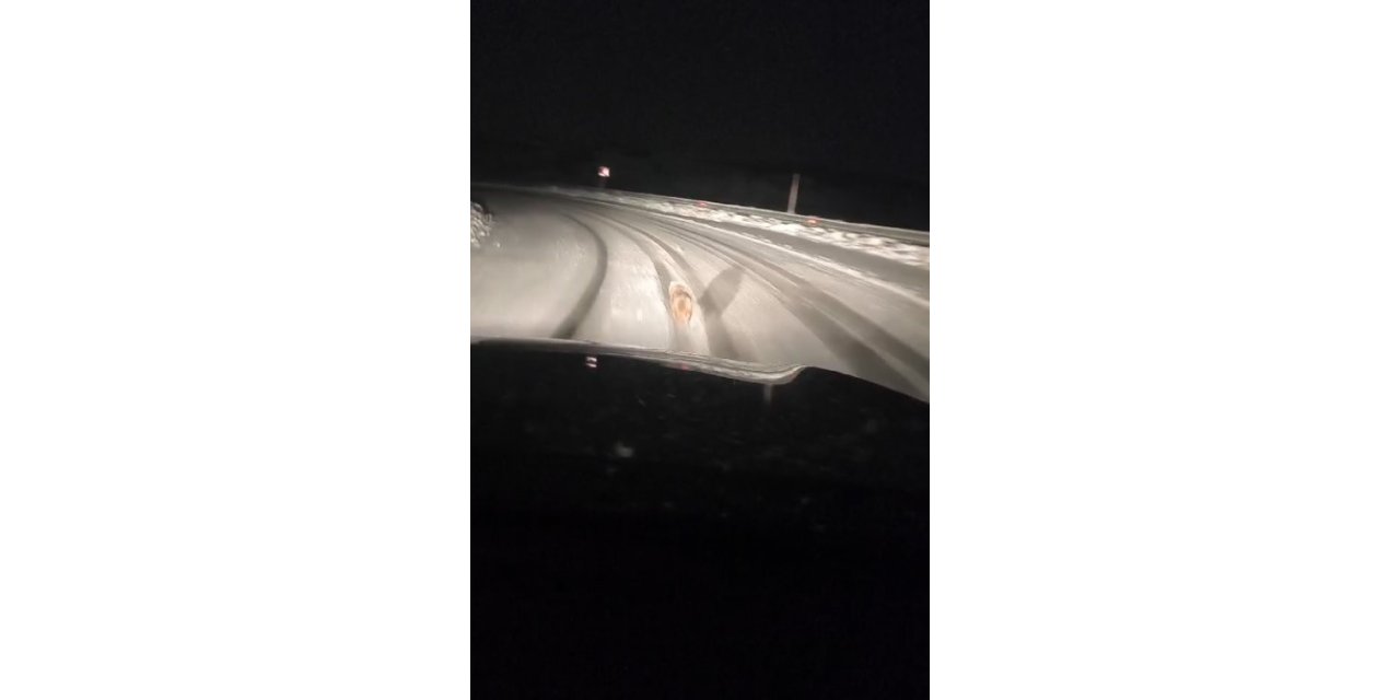 Muş’ta aç kalan kurt yola indi