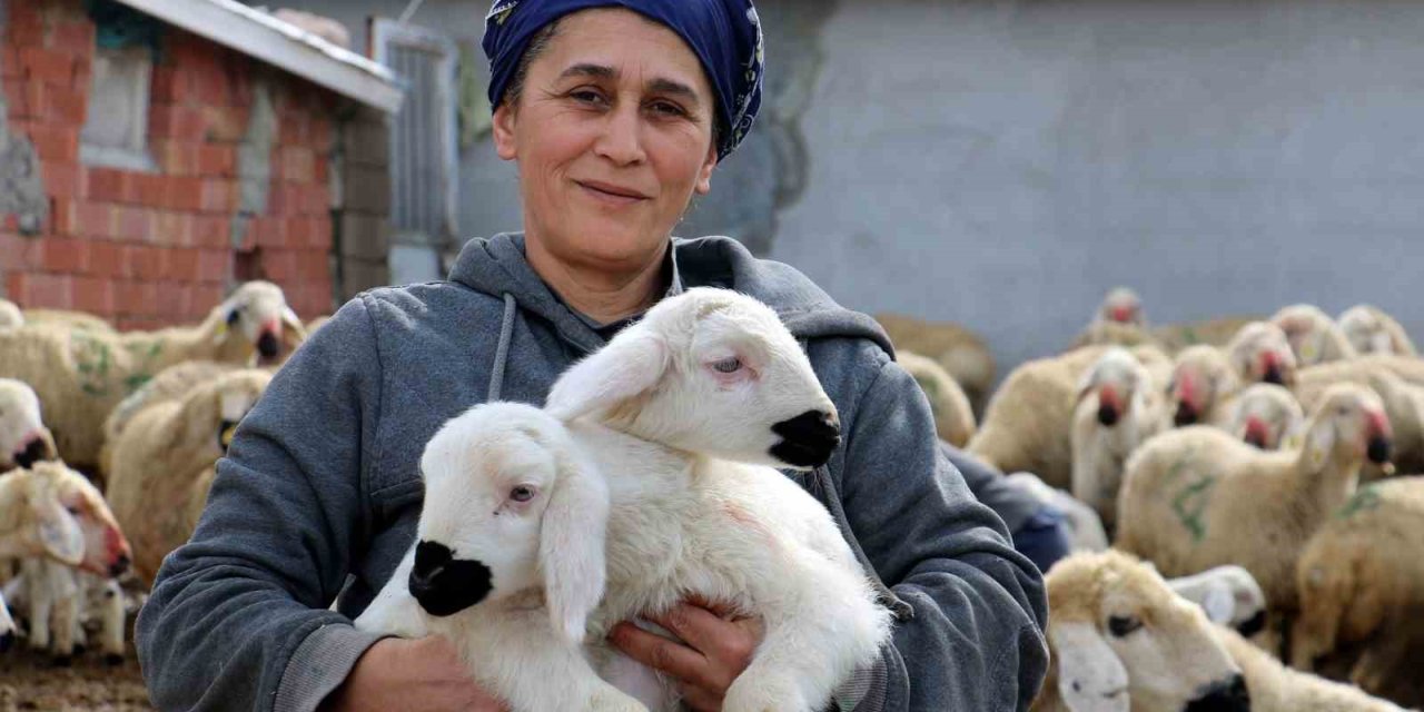 Erzincan’da koyun ve kuzuların coşkulu buluşması