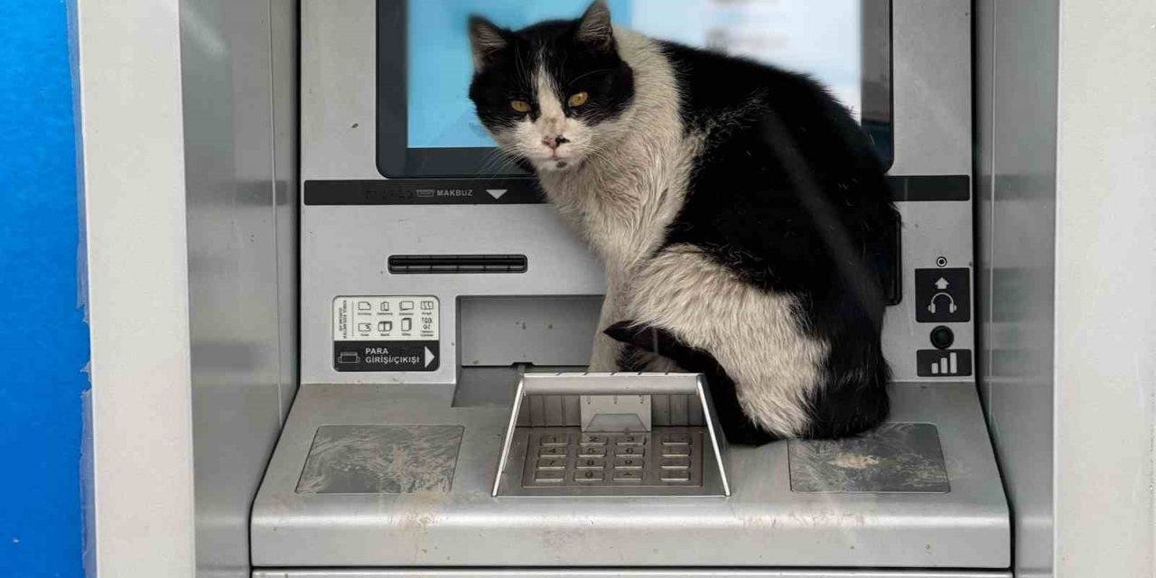 Karlı havada üşüyen kedi, para çekme kabinine sığındı