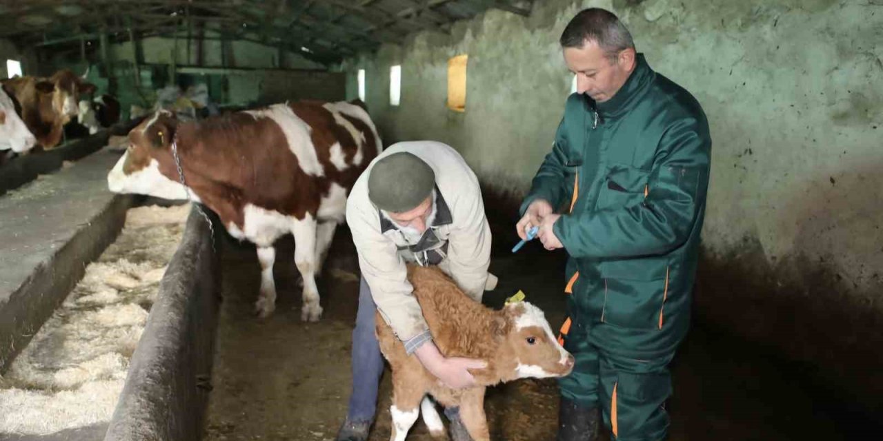 Elazığ’da şap hastalığı sona erdi