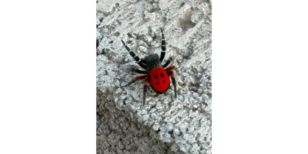 Elazığ’da zehirli ’Uğur Böceği Örümceği’ görüldü