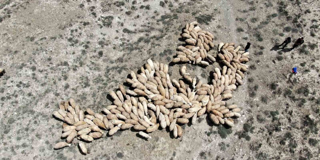 Erzincan’da meralar ihaleye çıkarıldı