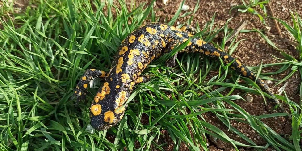 Baharla birlikte Benekli Semenderler çıkmaya başladı; Zarar vermenin bedeli, 557.212 TL