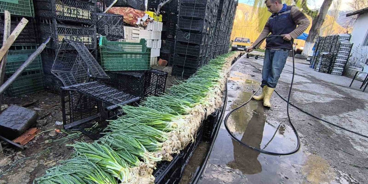 Uzundere’de seralarda üretim yeniden başladı