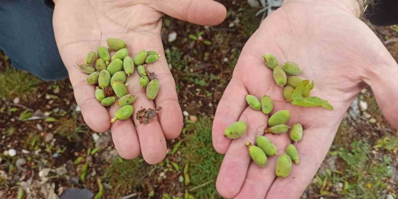 Malatya’da kayısı üreticilerine doludan korunma yöntemleri uyarısı