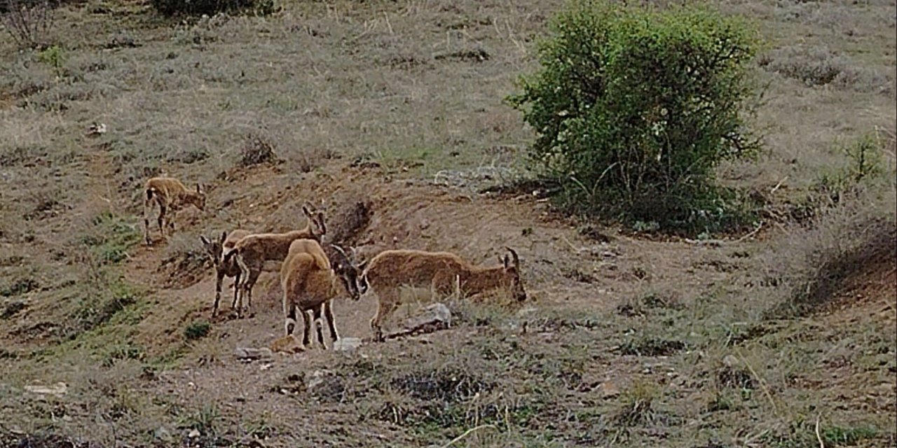 Keban’da koruma altındaki dağ keçileri sürü halinde görüntülendi