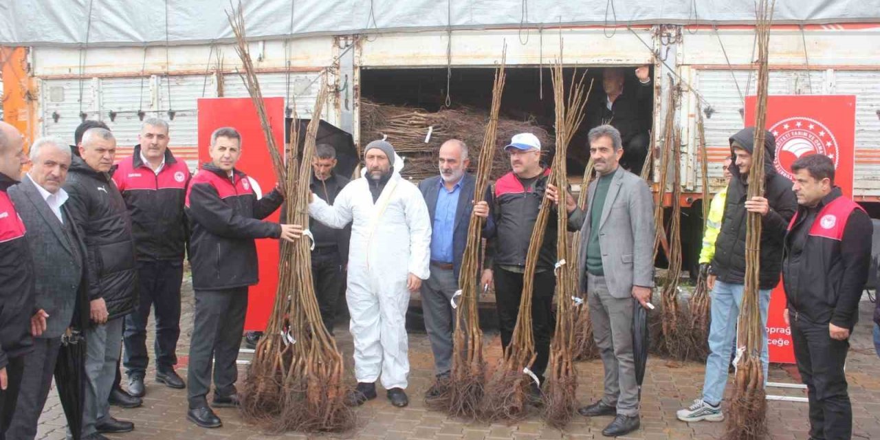 Muş’ta çiftçilere 6 bin 150 adet ceviz fidanı dağıtıldı