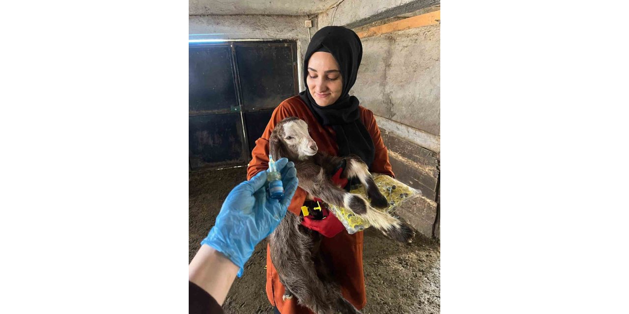 Elazığ’da aşı ve küpeleme çalışması