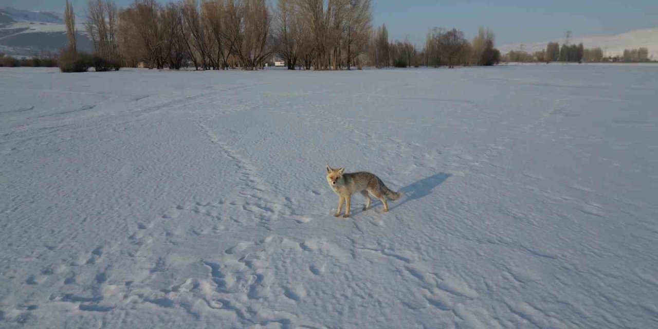 Kızıl tilkinin dron ile imtihanı