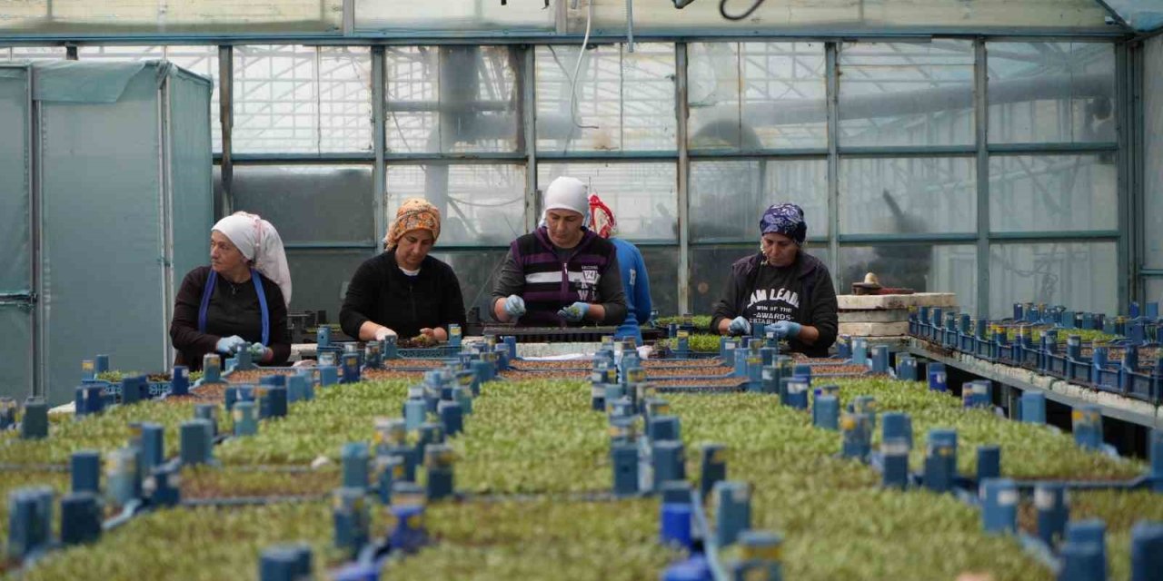 Erzincan’ın yüksek kesimlerinde kar: Seralarda zirai don için önlemler alındı