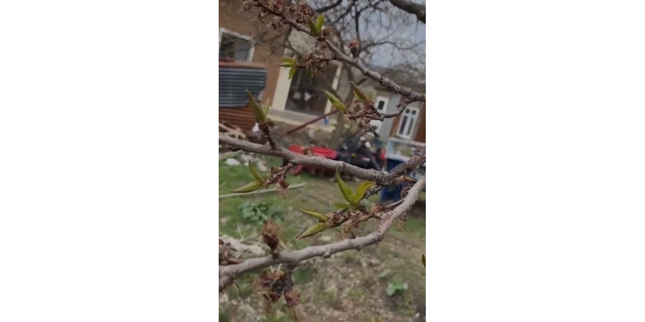 Elazığ’da kayısıyı don vurdu