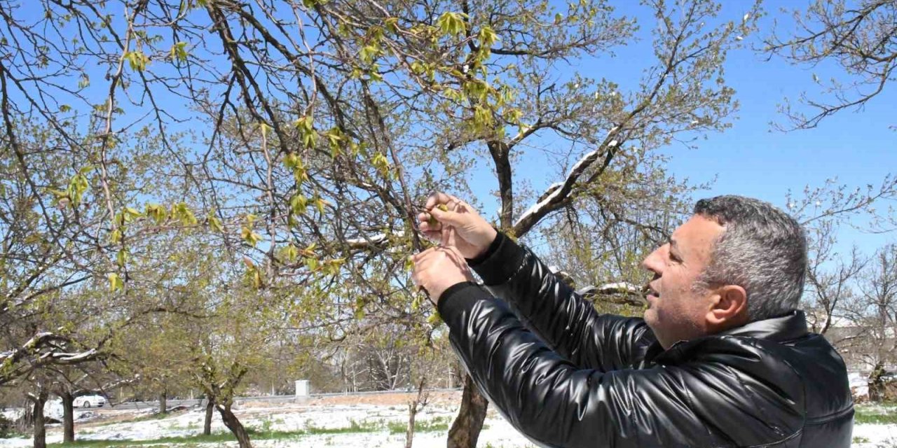 Malatya’da zirai don felaketi