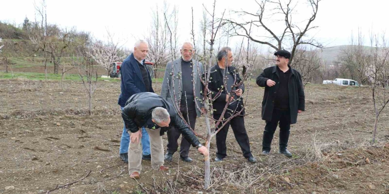 Aç kalan tavşanlar fidanları kemirdi