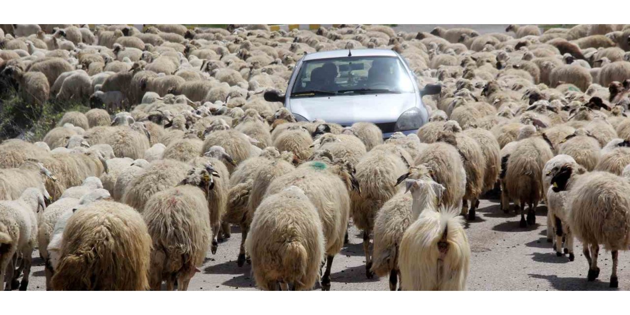 Kışı atlatan besicileri yüksek maliyetli çoban telaşı sardı